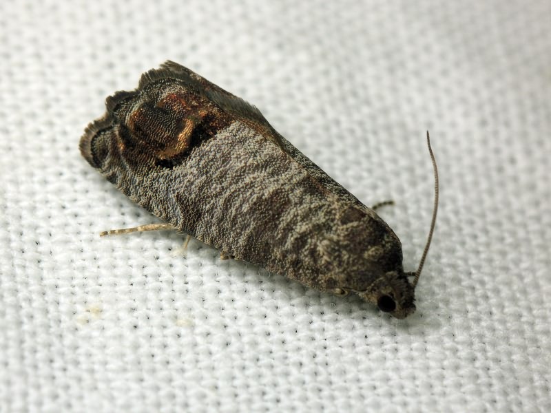 Cydia pomonella (Linnaeus, 1758)